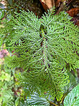 Spikemoss (Selaginella sp.), Los Cedros Reserve, Ecuador  Ecuador,Ecuador 2021,Fall,Geotagged,Los Cedros Reserve,South America,World