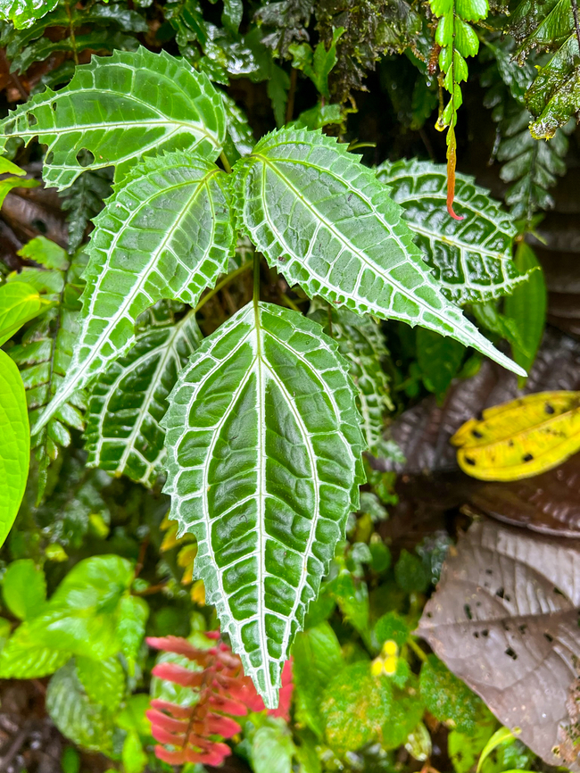 White-veined leaf, Los Cedros Reserve, Ecuador  Ecuador,Ecuador 2021,Fall,Geotagged,Los Cedros Reserve,South America,World