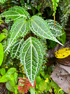 White-veined leaf, Los Cedros Reserve, Ecuador  Ecuador,Ecuador 2021,Fall,Geotagged,Los Cedros Reserve,South America,World