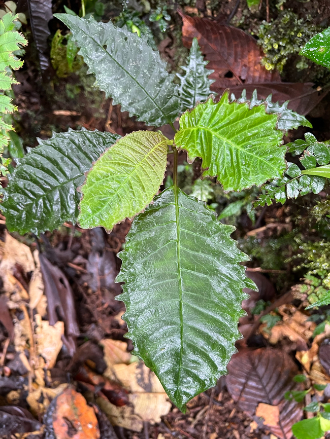 Leaf with jagged edges (Urera sp.), Los Cedros Reserve, Ecuador  Ecuador,Ecuador 2021,Fall,Geotagged,Los Cedros Reserve,South America,World