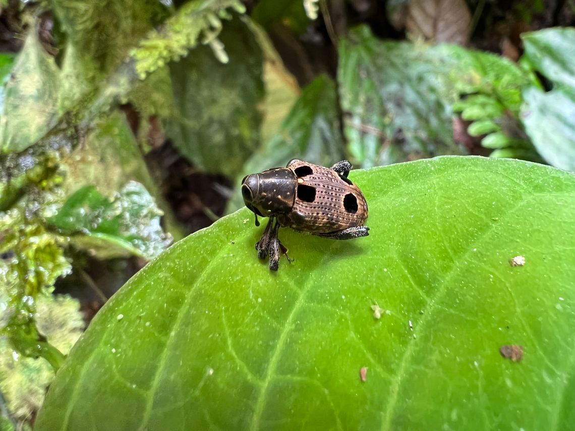 Small weevil, Los Cedros Reserve, Ecuador Sloppy smartphone photo, sorry. Heilipodus sp. is the closest I can find, but it's just a guess for now. Ecuador,Ecuador 2021,Fall,Geotagged,Los Cedros Reserve,South America,World