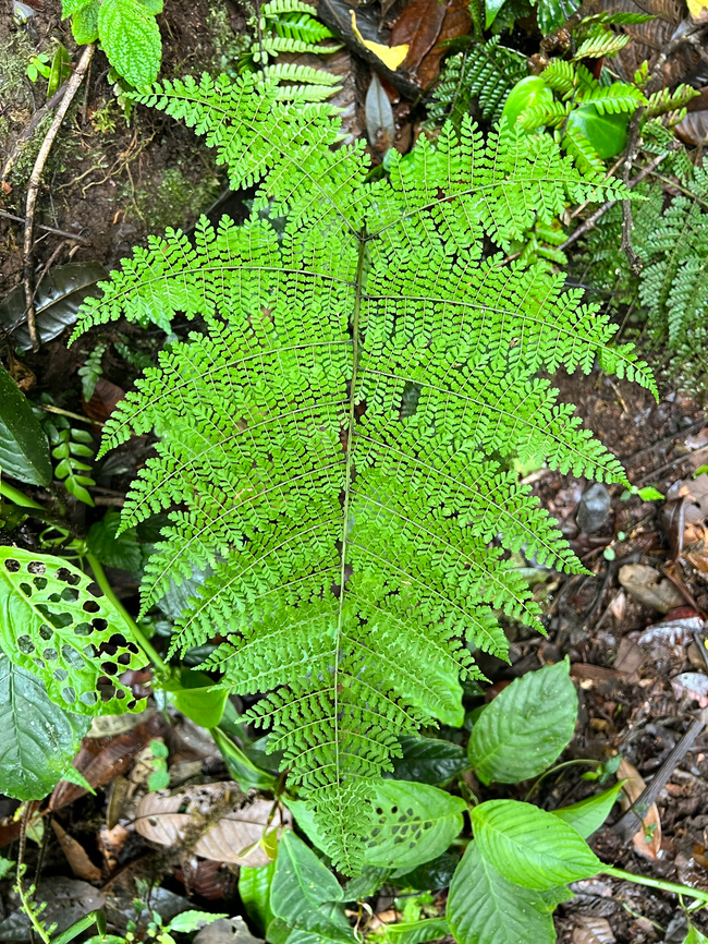 Green Fern, Los Cedros Reserve, Ecuador Another in the quick series on ferns:<br />
<figure class="photo"><a href="https://www.jungledragon.com/image/133358/hard_fern_blechnum_sp._los_cedros_reserve_ecuador.html" title="Hard fern (Blechnum sp.), Los Cedros Reserve, Ecuador"><img src="https://s3.amazonaws.com/media.jungledragon.com/images/2/133358_thumb.jpg?AWSAccessKeyId=05GMT0V3GWVNE7GGM1R2&Expires=1769040010&Signature=ouMWBfKGnoM6E%2BlHNeywgpiTVc8%3D" width="114" height="152" alt="Hard fern (Blechnum sp.), Los Cedros Reserve, Ecuador  Ecuador,Ecuador 2021,Fall,Geotagged,Los Cedros Reserve,South America,World" /></a></figure><br />
<figure class="photo"><a href="https://www.jungledragon.com/image/133359/adiantum_urophyllum_los_cedros_reserve_ecuador.html" title="Adiantum urophyllum, Los Cedros Reserve, Ecuador"><img src="https://s3.amazonaws.com/media.jungledragon.com/images/2/133359_thumb.jpg?AWSAccessKeyId=05GMT0V3GWVNE7GGM1R2&Expires=1769040010&Signature=QVYm5w7jDyBzScojIctm6grHQ2w%3D" width="114" height="152" alt="Adiantum urophyllum, Los Cedros Reserve, Ecuador Tentative ID based on this reference:<br />
https://www.inaturalist.org/observations/41188816<br />
 Adiantum urophyllum,Ecuador,Ecuador 2021,Fall,Geotagged,Los Cedros Reserve,South America,World" /></a></figure><br />
<figure class="photo"><a href="https://www.jungledragon.com/image/133360/spikemoss_selaginella_sp._los_cedros_reserve_ecuador.html" title="Spikemoss (Selaginella sp.), Los Cedros Reserve, Ecuador"><img src="https://s3.amazonaws.com/media.jungledragon.com/images/2/133360_thumb.jpg?AWSAccessKeyId=05GMT0V3GWVNE7GGM1R2&Expires=1769040010&Signature=gQ1ZaUboMA86EBpar01ROKkqgdI%3D" width="114" height="152" alt="Spikemoss (Selaginella sp.), Los Cedros Reserve, Ecuador  Ecuador,Ecuador 2021,Fall,Geotagged,Los Cedros Reserve,South America,World" /></a></figure> Ecuador,Ecuador 2021,Fall,Geotagged,Los Cedros Reserve,South America,World