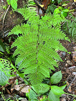 Green Fern, Los Cedros Reserve, Ecuador Another in the quick series on ferns:
https://www.jungledragon.com/image/133358/hard_fern_blechnum_sp._los_cedros_reserve_ecuador.html
https://www.jungledragon.com/image/133359/hard_fern_blechnum_sp._los_cedros_reserve_ecuador.html
https://www.jungledragon.com/image/133360/fern_los_cedros_reserve_ecuador.html Ecuador,Ecuador 2021,Fall,Geotagged,Los Cedros Reserve,South America,World