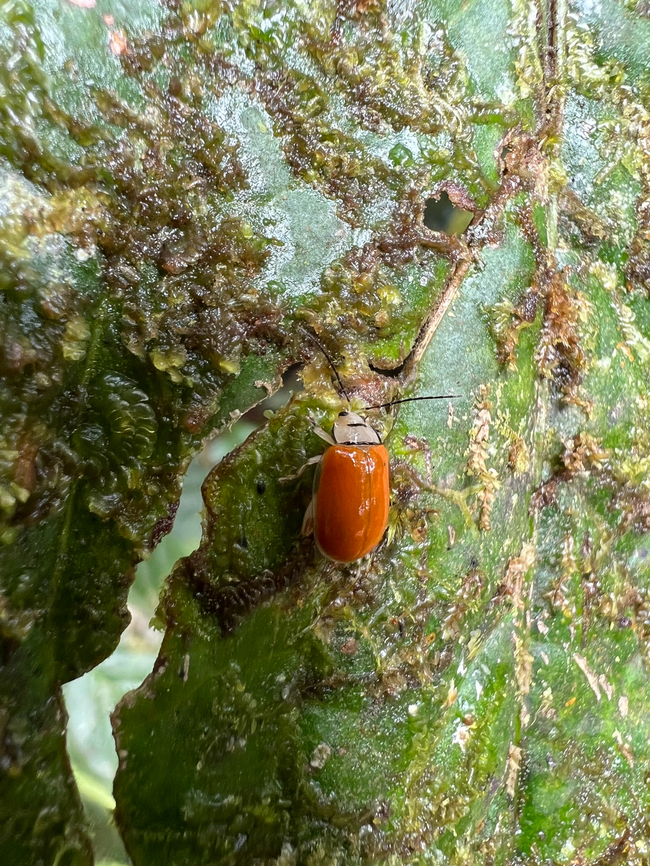 Walterianella sp., Los Cedros Reserve, Ecuador  Ecuador,Ecuador 2021,Fall,Geotagged,Los Cedros Reserve,South America,World