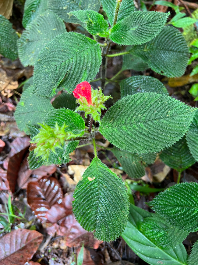 Gasteranthus quitensis, Los Cedros Reserve, Ecuador  Ecuador,Ecuador 2021,Fall,Gasteranthus quitensis,Geotagged,Los Cedros Reserve,South America,World