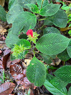 Gasteranthus quitensis, Los Cedros Reserve, Ecuador  Ecuador,Ecuador 2021,Fall,Gasteranthus quitensis,Geotagged,Los Cedros Reserve,South America,World