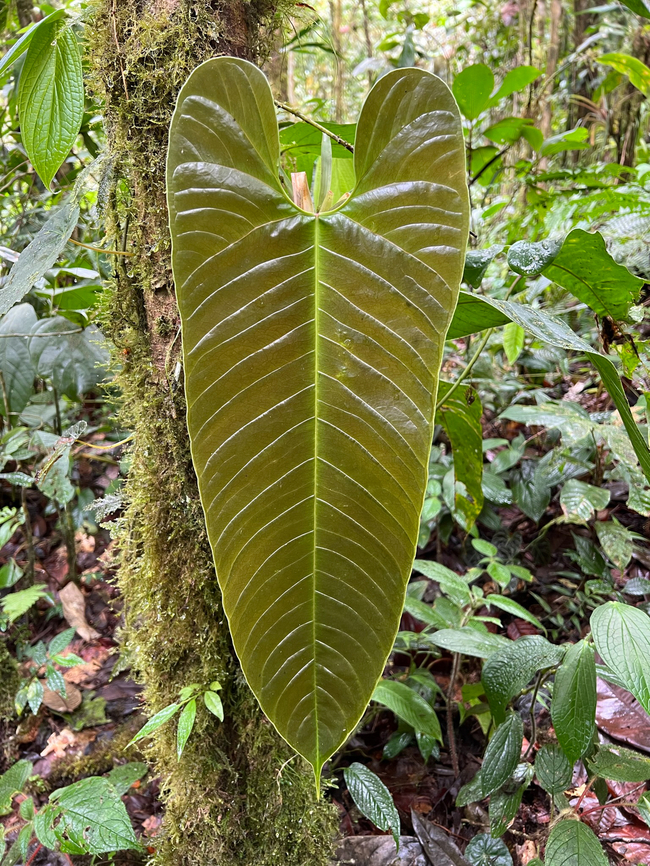 Giant anthurium leaf, Los Cedros Reserve, Ecuador  Ecuador,Ecuador 2021,Fall,Geotagged,Los Cedros Reserve,South America,World