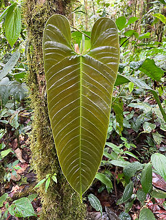 Giant anthurium leaf, Los Cedros Reserve, Ecuador  Ecuador,Ecuador 2021,Fall,Geotagged,Los Cedros Reserve,South America,World