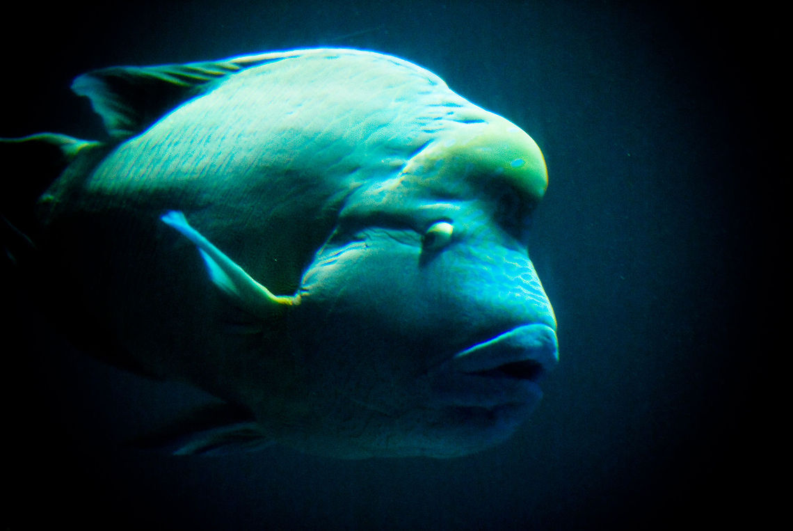 Green Humphead Wrasse A green HumpHead Wrasse slides through the aquarium. Cheilinus undulatus,Fish,Humphead wrasse,ParrotFish,Rhenen Zoo