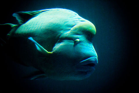 Green Humphead Wrasse A green HumpHead Wrasse slides through the aquarium. Cheilinus undulatus,Fish,Humphead wrasse,ParrotFish,Rhenen Zoo
