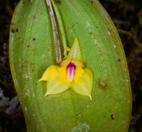 Lepanthes magnifica (yellow) - closeup, Los Cedros Reserve, Ecuador This looks to be an unusual color variations of Lepanthes magnifica, which is usually white.
https://www.jungledragon.com/image/133460/lepanthes_magnifica_yellow_los_cedros_reserve_ecuador.html Ecuador,Ecuador 2021,Fall,Geotagged,Grand Lepanthes,Lepanthes magnifica,Los Cedros Reserve,South America,World