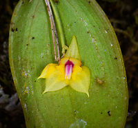 Lepanthes magnifica (yellow) - closeup, Los Cedros Reserve, Ecuador This looks to be an unusual color variations of Lepanthes magnifica, which is usually white.<br />
https://www.jungledragon.com/image/133460/lepanthes_magnifica_yellow_los_cedros_reserve_ecuador.html Ecuador,Ecuador 2021,Fall,Geotagged,Grand Lepanthes,Lepanthes magnifica,Los Cedros Reserve,South America,World