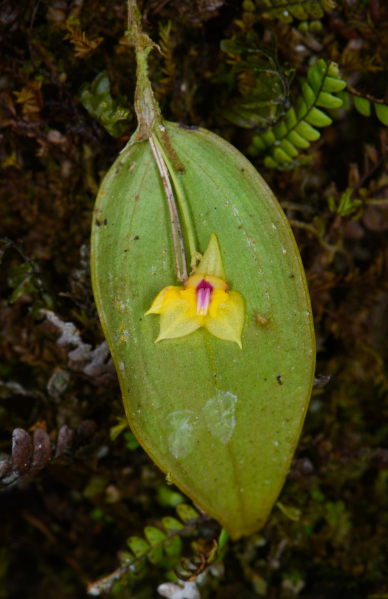 Lepanthes magnifica (yellow), Los Cedros Reserve, Ecuador This looks to be an unusual color variations of Lepanthes magnifica, which is usually white.<br />
<figure class="photo"><a href="https://www.jungledragon.com/image/133459/lepanthes_magnifica_yellow_-_closeup_los_cedros_reserve_ecuador.html" title="Lepanthes magnifica (yellow) - closeup, Los Cedros Reserve, Ecuador"><img src="https://s3.amazonaws.com/media.jungledragon.com/images/2/133459_thumb.jpg?AWSAccessKeyId=05GMT0V3GWVNE7GGM1R2&Expires=1759968010&Signature=pthxbvUFFG8RgziRcL0i%2FUNDbxg%3D" width="200" height="188" alt="Lepanthes magnifica (yellow) - closeup, Los Cedros Reserve, Ecuador This looks to be an unusual color variations of Lepanthes magnifica, which is usually white.<br />
https://www.jungledragon.com/image/133460/lepanthes_magnifica_yellow_los_cedros_reserve_ecuador.html Ecuador,Ecuador 2021,Fall,Geotagged,Grand Lepanthes,Lepanthes magnifica,Los Cedros Reserve,South America,World" /></a></figure> Ecuador,Ecuador 2021,Fall,Geotagged,Grand Lepanthes,Lepanthes magnifica,Los Cedros Reserve,South America,World