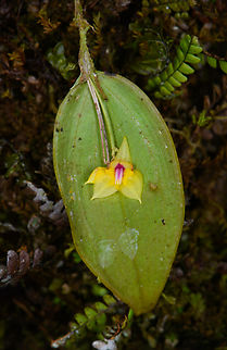 Lepanthes magnifica (yellow), Los Cedros Reserve, Ecuador This looks to be an unusual color variations of Lepanthes magnifica, which is usually white.
https://www.jungledragon.com/image/133459/lepanthes_magnifica_yellow_-_closeup_los_cedros_reserve_ecuador.html Ecuador,Ecuador 2021,Fall,Geotagged,Grand Lepanthes,Lepanthes magnifica,Los Cedros Reserve,South America,World