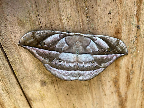 Copaxa sp., Los Cedros Reserve, Ecuador Copaxa decrescens and Copaxa witti look close, but not fully convinced it's a match. Ecuador,Ecuador 2021,Fall,Geotagged,Los Cedros Reserve,South America,World