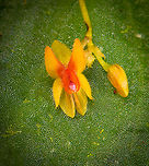 Lepanthes pecunialis - flower, Los Cedros Reserve, Ecuador https://www.jungledragon.com/image/133464/lepanthes_pecunialis_los_cedros_reserve_ecuador.html Ecuador,Ecuador 2021,Fall,Geotagged,Lepanthes pecunialis,Los Cedros Reserve,South America,World