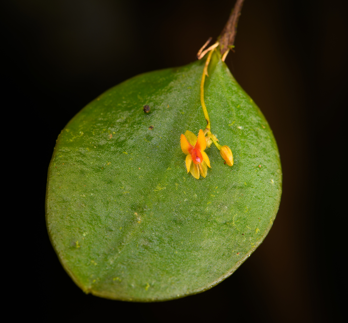 Lepanthes pecunialis, Los Cedros Reserve, Ecuador <figure class="photo"><a href="https://www.jungledragon.com/image/133463/lepanthes_pecunialis_-_flower_los_cedros_reserve_ecuador.html" title="Lepanthes pecunialis - flower, Los Cedros Reserve, Ecuador"><img src="https://s3.amazonaws.com/media.jungledragon.com/images/2/133463_thumb.jpg?AWSAccessKeyId=05GMT0V3GWVNE7GGM1R2&Expires=1759968010&Signature=YeV6Eb4RAAjPt6ED4vPT6GUXeUw%3D" width="138" height="152" alt="Lepanthes pecunialis - flower, Los Cedros Reserve, Ecuador https://www.jungledragon.com/image/133464/lepanthes_pecunialis_los_cedros_reserve_ecuador.html Ecuador,Ecuador 2021,Fall,Geotagged,Lepanthes pecunialis,Los Cedros Reserve,South America,World" /></a></figure> Ecuador,Ecuador 2021,Fall,Geotagged,Lepanthes pecunialis,Los Cedros Reserve,South America,World