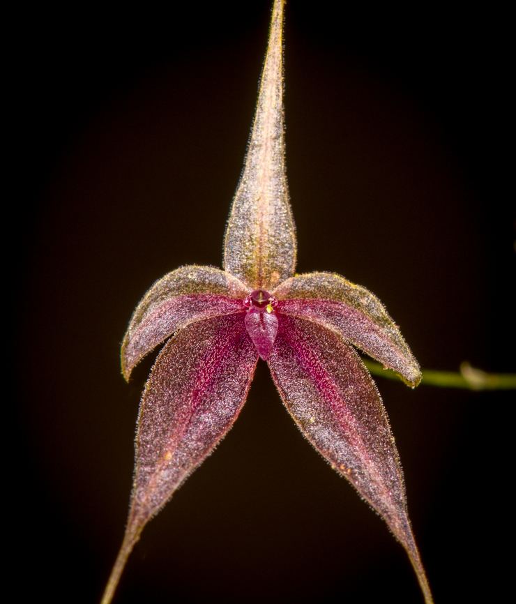 Platystele caudatisepala - 5, Los Cedros Reserve, Ecuador <figure class="photo"><a href="https://www.jungledragon.com/image/133471/platystele_caudatisepala_-_1_los_cedros_reserve_ecuador.html" title="Platystele caudatisepala - 1, Los Cedros Reserve, Ecuador"><img src="https://s3.amazonaws.com/media.jungledragon.com/images/2/133471_thumb.jpg?AWSAccessKeyId=05GMT0V3GWVNE7GGM1R2&Expires=1759968010&Signature=a7lXg35ImNjCuO4La8mnK6pT4Ow%3D" width="200" height="192" alt="Platystele caudatisepala - 1, Los Cedros Reserve, Ecuador https://www.jungledragon.com/image/133470/platystele_caudatisepala_-_2_los_cedros_reserve_ecuador.html<br />
https://www.jungledragon.com/image/133469/platystele_caudatisepala_-_3_los_cedros_reserve_ecuador.html<br />
https://www.jungledragon.com/image/133468/platystele_caudatisepala_-_4_los_cedros_reserve_ecuador.html<br />
https://www.jungledragon.com/image/133467/platystele_caudatisepala_-_5_los_cedros_reserve_ecuador.html Ecuador,Ecuador 2021,Fall,Geotagged,Los Cedros Reserve,Platystele caudatisepala,South America,World" /></a></figure><br />
<figure class="photo"><a href="https://www.jungledragon.com/image/133470/platystele_caudatisepala_-_2_los_cedros_reserve_ecuador.html" title="Platystele caudatisepala - 2, Los Cedros Reserve, Ecuador"><img src="https://s3.amazonaws.com/media.jungledragon.com/images/2/133470_thumb.jpg?AWSAccessKeyId=05GMT0V3GWVNE7GGM1R2&Expires=1759968010&Signature=QeqrfhvtvsTtjTlk1zamzh6TPUQ%3D" width="200" height="198" alt="Platystele caudatisepala - 2, Los Cedros Reserve, Ecuador https://www.jungledragon.com/image/133471/platystele_caudatisepala_-_1_los_cedros_reserve_ecuador.html<br />
https://www.jungledragon.com/image/133469/platystele_caudatisepala_-_3_los_cedros_reserve_ecuador.html<br />
https://www.jungledragon.com/image/133468/platystele_caudatisepala_-_4_los_cedros_reserve_ecuador.html<br />
https://www.jungledragon.com/image/133467/platystele_caudatisepala_-_5_los_cedros_reserve_ecuador.html Ecuador,Ecuador 2021,Fall,Geotagged,Los Cedros Reserve,Platystele caudatisepala,South America,World" /></a></figure><br />
<figure class="photo"><a href="https://www.jungledragon.com/image/133469/platystele_caudatisepala_-_3_los_cedros_reserve_ecuador.html" title="Platystele caudatisepala - 3, Los Cedros Reserve, Ecuador"><img src="https://s3.amazonaws.com/media.jungledragon.com/images/2/133469_thumb.jpg?AWSAccessKeyId=05GMT0V3GWVNE7GGM1R2&Expires=1759968010&Signature=RkULHIr7FToZuxddBOH%2FKCQtYBY%3D" width="200" height="152" alt="Platystele caudatisepala - 3, Los Cedros Reserve, Ecuador https://www.jungledragon.com/image/133471/platystele_caudatisepala_-_1_los_cedros_reserve_ecuador.html<br />
https://www.jungledragon.com/image/133470/platystele_caudatisepala_-_2_los_cedros_reserve_ecuador.html<br />
https://www.jungledragon.com/image/133468/platystele_caudatisepala_-_4_los_cedros_reserve_ecuador.html<br />
https://www.jungledragon.com/image/133467/platystele_caudatisepala_-_5_los_cedros_reserve_ecuador.html Ecuador,Ecuador 2021,Fall,Geotagged,Los Cedros Reserve,Platystele caudatisepala,South America,World" /></a></figure><br />
<figure class="photo"><a href="https://www.jungledragon.com/image/133468/platystele_caudatisepala_-_4_los_cedros_reserve_ecuador.html" title="Platystele caudatisepala - 4, Los Cedros Reserve, Ecuador"><img src="https://s3.amazonaws.com/media.jungledragon.com/images/2/133468_thumb.jpg?AWSAccessKeyId=05GMT0V3GWVNE7GGM1R2&Expires=1759968010&Signature=iZsLZOrL97DnFl9DzU5vD6hiXxs%3D" width="142" height="152" alt="Platystele caudatisepala - 4, Los Cedros Reserve, Ecuador https://www.jungledragon.com/image/133471/platystele_caudatisepala_-_1_los_cedros_reserve_ecuador.html<br />
https://www.jungledragon.com/image/133470/platystele_caudatisepala_-_2_los_cedros_reserve_ecuador.html<br />
https://www.jungledragon.com/image/133469/platystele_caudatisepala_-_3_los_cedros_reserve_ecuador.html<br />
https://www.jungledragon.com/image/133467/platystele_caudatisepala_-_5_los_cedros_reserve_ecuador.html Ecuador,Ecuador 2021,Fall,Geotagged,Los Cedros Reserve,Platystele caudatisepala,South America,World" /></a></figure> Ecuador,Ecuador 2021,Fall,Geotagged,Los Cedros Reserve,Platystele caudatisepala,South America,World