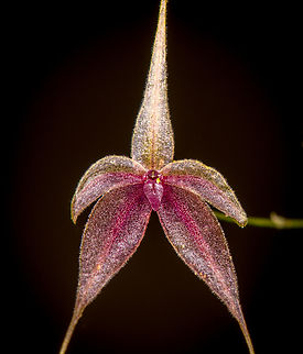 Platystele caudatisepala - 5, Los Cedros Reserve, Ecuador https://www.jungledragon.com/image/133471/platystele_caudatisepala_-_1_los_cedros_reserve_ecuador.html
https://www.jungledragon.com/image/133470/platystele_caudatisepala_-_2_los_cedros_reserve_ecuador.html
https://www.jungledragon.com/image/133469/platystele_caudatisepala_-_3_los_cedros_reserve_ecuador.html
https://www.jungledragon.com/image/133468/platystele_caudatisepala_-_4_los_cedros_reserve_ecuador.html Ecuador,Ecuador 2021,Fall,Geotagged,Los Cedros Reserve,Platystele caudatisepala,South America,World