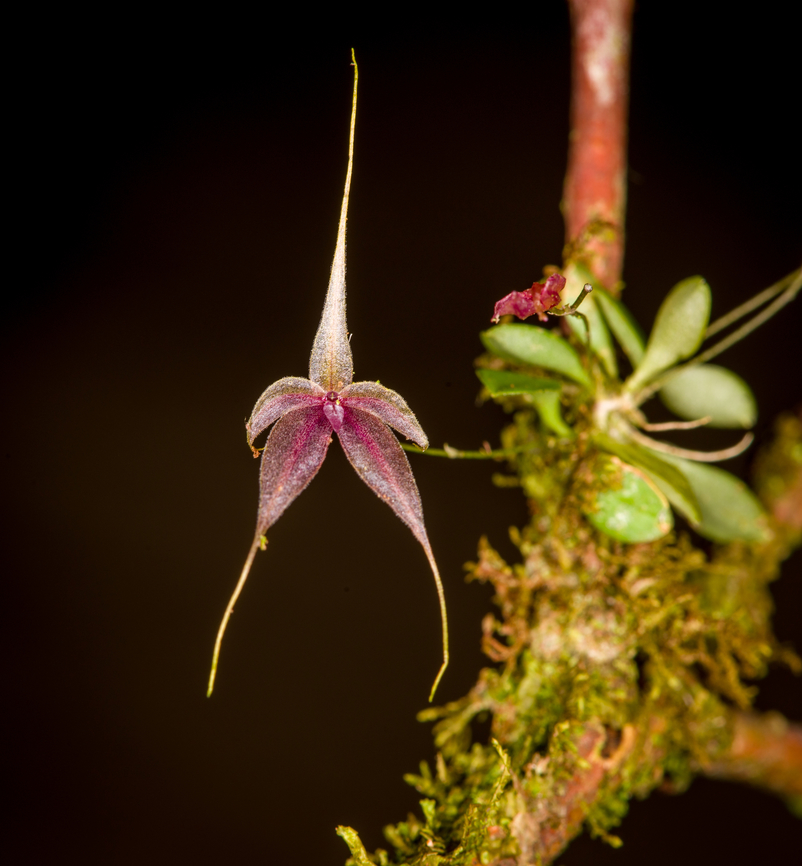 Platystele caudatisepala - 4, Los Cedros Reserve, Ecuador <figure class="photo"><a href="https://www.jungledragon.com/image/133471/platystele_caudatisepala_-_1_los_cedros_reserve_ecuador.html" title="Platystele caudatisepala - 1, Los Cedros Reserve, Ecuador"><img src="https://s3.amazonaws.com/media.jungledragon.com/images/2/133471_thumb.jpg?AWSAccessKeyId=05GMT0V3GWVNE7GGM1R2&Expires=1759968010&Signature=a7lXg35ImNjCuO4La8mnK6pT4Ow%3D" width="200" height="192" alt="Platystele caudatisepala - 1, Los Cedros Reserve, Ecuador https://www.jungledragon.com/image/133470/platystele_caudatisepala_-_2_los_cedros_reserve_ecuador.html<br />
https://www.jungledragon.com/image/133469/platystele_caudatisepala_-_3_los_cedros_reserve_ecuador.html<br />
https://www.jungledragon.com/image/133468/platystele_caudatisepala_-_4_los_cedros_reserve_ecuador.html<br />
https://www.jungledragon.com/image/133467/platystele_caudatisepala_-_5_los_cedros_reserve_ecuador.html Ecuador,Ecuador 2021,Fall,Geotagged,Los Cedros Reserve,Platystele caudatisepala,South America,World" /></a></figure><br />
<figure class="photo"><a href="https://www.jungledragon.com/image/133470/platystele_caudatisepala_-_2_los_cedros_reserve_ecuador.html" title="Platystele caudatisepala - 2, Los Cedros Reserve, Ecuador"><img src="https://s3.amazonaws.com/media.jungledragon.com/images/2/133470_thumb.jpg?AWSAccessKeyId=05GMT0V3GWVNE7GGM1R2&Expires=1759968010&Signature=QeqrfhvtvsTtjTlk1zamzh6TPUQ%3D" width="200" height="198" alt="Platystele caudatisepala - 2, Los Cedros Reserve, Ecuador https://www.jungledragon.com/image/133471/platystele_caudatisepala_-_1_los_cedros_reserve_ecuador.html<br />
https://www.jungledragon.com/image/133469/platystele_caudatisepala_-_3_los_cedros_reserve_ecuador.html<br />
https://www.jungledragon.com/image/133468/platystele_caudatisepala_-_4_los_cedros_reserve_ecuador.html<br />
https://www.jungledragon.com/image/133467/platystele_caudatisepala_-_5_los_cedros_reserve_ecuador.html Ecuador,Ecuador 2021,Fall,Geotagged,Los Cedros Reserve,Platystele caudatisepala,South America,World" /></a></figure><br />
<figure class="photo"><a href="https://www.jungledragon.com/image/133469/platystele_caudatisepala_-_3_los_cedros_reserve_ecuador.html" title="Platystele caudatisepala - 3, Los Cedros Reserve, Ecuador"><img src="https://s3.amazonaws.com/media.jungledragon.com/images/2/133469_thumb.jpg?AWSAccessKeyId=05GMT0V3GWVNE7GGM1R2&Expires=1759968010&Signature=RkULHIr7FToZuxddBOH%2FKCQtYBY%3D" width="200" height="152" alt="Platystele caudatisepala - 3, Los Cedros Reserve, Ecuador https://www.jungledragon.com/image/133471/platystele_caudatisepala_-_1_los_cedros_reserve_ecuador.html<br />
https://www.jungledragon.com/image/133470/platystele_caudatisepala_-_2_los_cedros_reserve_ecuador.html<br />
https://www.jungledragon.com/image/133468/platystele_caudatisepala_-_4_los_cedros_reserve_ecuador.html<br />
https://www.jungledragon.com/image/133467/platystele_caudatisepala_-_5_los_cedros_reserve_ecuador.html Ecuador,Ecuador 2021,Fall,Geotagged,Los Cedros Reserve,Platystele caudatisepala,South America,World" /></a></figure><br />
<figure class="photo"><a href="https://www.jungledragon.com/image/133467/platystele_caudatisepala_-_5_los_cedros_reserve_ecuador.html" title="Platystele caudatisepala - 5, Los Cedros Reserve, Ecuador"><img src="https://s3.amazonaws.com/media.jungledragon.com/images/2/133467_thumb.jpg?AWSAccessKeyId=05GMT0V3GWVNE7GGM1R2&Expires=1759968010&Signature=4PI5sK1TIIg4YXpBbHMNuXpHyJE%3D" width="130" height="152" alt="Platystele caudatisepala - 5, Los Cedros Reserve, Ecuador https://www.jungledragon.com/image/133471/platystele_caudatisepala_-_1_los_cedros_reserve_ecuador.html<br />
https://www.jungledragon.com/image/133470/platystele_caudatisepala_-_2_los_cedros_reserve_ecuador.html<br />
https://www.jungledragon.com/image/133469/platystele_caudatisepala_-_3_los_cedros_reserve_ecuador.html<br />
https://www.jungledragon.com/image/133468/platystele_caudatisepala_-_4_los_cedros_reserve_ecuador.html Ecuador,Ecuador 2021,Fall,Geotagged,Los Cedros Reserve,Platystele caudatisepala,South America,World" /></a></figure> Ecuador,Ecuador 2021,Fall,Geotagged,Los Cedros Reserve,Platystele caudatisepala,South America,World