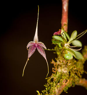 Platystele caudatisepala - 4, Los Cedros Reserve, Ecuador https://www.jungledragon.com/image/133471/platystele_caudatisepala_-_1_los_cedros_reserve_ecuador.html
https://www.jungledragon.com/image/133470/platystele_caudatisepala_-_2_los_cedros_reserve_ecuador.html
https://www.jungledragon.com/image/133469/platystele_caudatisepala_-_3_los_cedros_reserve_ecuador.html
https://www.jungledragon.com/image/133467/platystele_caudatisepala_-_5_los_cedros_reserve_ecuador.html Ecuador,Ecuador 2021,Fall,Geotagged,Los Cedros Reserve,Platystele caudatisepala,South America,World