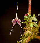Platystele caudatisepala - 4, Los Cedros Reserve, Ecuador https://www.jungledragon.com/image/133471/platystele_caudatisepala_-_1_los_cedros_reserve_ecuador.html<br />
https://www.jungledragon.com/image/133470/platystele_caudatisepala_-_2_los_cedros_reserve_ecuador.html<br />
https://www.jungledragon.com/image/133469/platystele_caudatisepala_-_3_los_cedros_reserve_ecuador.html<br />
https://www.jungledragon.com/image/133467/platystele_caudatisepala_-_5_los_cedros_reserve_ecuador.html Ecuador,Ecuador 2021,Fall,Geotagged,Los Cedros Reserve,Platystele caudatisepala,South America,World