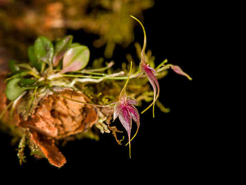 Platystele caudatisepala - 3, Los Cedros Reserve, Ecuador https://www.jungledragon.com/image/133471/platystele_caudatisepala_-_1_los_cedros_reserve_ecuador.html
https://www.jungledragon.com/image/133470/platystele_caudatisepala_-_2_los_cedros_reserve_ecuador.html
https://www.jungledragon.com/image/133468/platystele_caudatisepala_-_4_los_cedros_reserve_ecuador.html
https://www.jungledragon.com/image/133467/platystele_caudatisepala_-_5_los_cedros_reserve_ecuador.html Ecuador,Ecuador 2021,Fall,Geotagged,Los Cedros Reserve,Platystele caudatisepala,South America,World