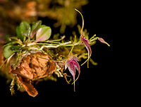 Platystele caudatisepala - 3, Los Cedros Reserve, Ecuador https://www.jungledragon.com/image/133471/platystele_caudatisepala_-_1_los_cedros_reserve_ecuador.html<br />
https://www.jungledragon.com/image/133470/platystele_caudatisepala_-_2_los_cedros_reserve_ecuador.html<br />
https://www.jungledragon.com/image/133468/platystele_caudatisepala_-_4_los_cedros_reserve_ecuador.html<br />
https://www.jungledragon.com/image/133467/platystele_caudatisepala_-_5_los_cedros_reserve_ecuador.html Ecuador,Ecuador 2021,Fall,Geotagged,Los Cedros Reserve,Platystele caudatisepala,South America,World