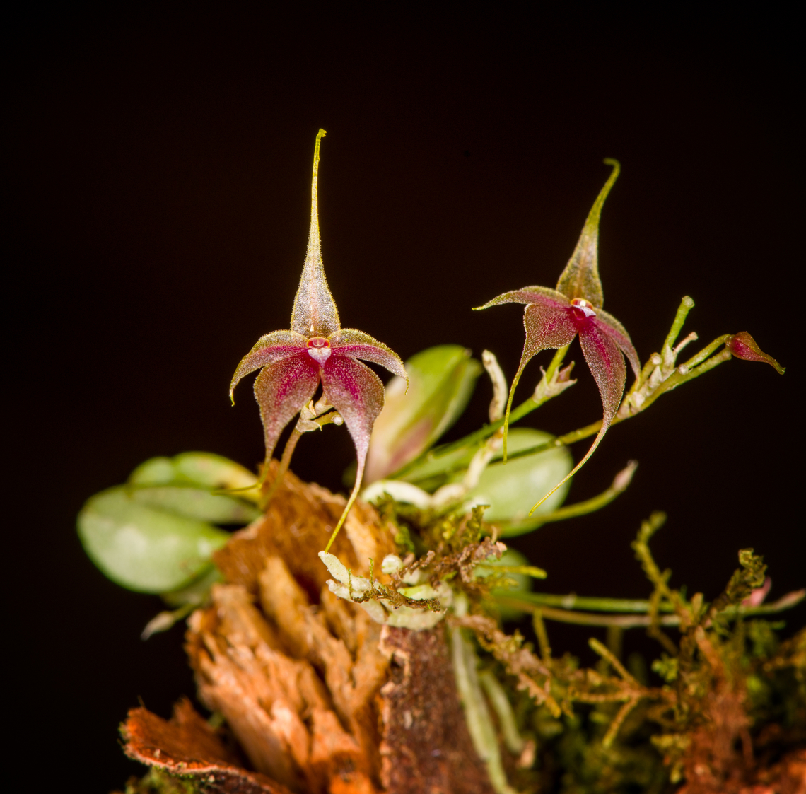 Platystele caudatisepala - 2, Los Cedros Reserve, Ecuador <figure class="photo"><a href="https://www.jungledragon.com/image/133471/platystele_caudatisepala_-_1_los_cedros_reserve_ecuador.html" title="Platystele caudatisepala - 1, Los Cedros Reserve, Ecuador"><img src="https://s3.amazonaws.com/media.jungledragon.com/images/2/133471_thumb.jpg?AWSAccessKeyId=05GMT0V3GWVNE7GGM1R2&Expires=1769040010&Signature=oeML119UjwPrELsDsX2VPG0KbJI%3D" width="200" height="192" alt="Platystele caudatisepala - 1, Los Cedros Reserve, Ecuador https://www.jungledragon.com/image/133470/platystele_caudatisepala_-_2_los_cedros_reserve_ecuador.html<br />
https://www.jungledragon.com/image/133469/platystele_caudatisepala_-_3_los_cedros_reserve_ecuador.html<br />
https://www.jungledragon.com/image/133468/platystele_caudatisepala_-_4_los_cedros_reserve_ecuador.html<br />
https://www.jungledragon.com/image/133467/platystele_caudatisepala_-_5_los_cedros_reserve_ecuador.html Ecuador,Ecuador 2021,Fall,Geotagged,Los Cedros Reserve,Platystele caudatisepala,South America,World" /></a></figure><br />
<figure class="photo"><a href="https://www.jungledragon.com/image/133469/platystele_caudatisepala_-_3_los_cedros_reserve_ecuador.html" title="Platystele caudatisepala - 3, Los Cedros Reserve, Ecuador"><img src="https://s3.amazonaws.com/media.jungledragon.com/images/2/133469_thumb.jpg?AWSAccessKeyId=05GMT0V3GWVNE7GGM1R2&Expires=1769040010&Signature=ZAozU5D9vgJyQefNZtuAiOR091w%3D" width="200" height="152" alt="Platystele caudatisepala - 3, Los Cedros Reserve, Ecuador https://www.jungledragon.com/image/133471/platystele_caudatisepala_-_1_los_cedros_reserve_ecuador.html<br />
https://www.jungledragon.com/image/133470/platystele_caudatisepala_-_2_los_cedros_reserve_ecuador.html<br />
https://www.jungledragon.com/image/133468/platystele_caudatisepala_-_4_los_cedros_reserve_ecuador.html<br />
https://www.jungledragon.com/image/133467/platystele_caudatisepala_-_5_los_cedros_reserve_ecuador.html Ecuador,Ecuador 2021,Fall,Geotagged,Los Cedros Reserve,Platystele caudatisepala,South America,World" /></a></figure><br />
<figure class="photo"><a href="https://www.jungledragon.com/image/133468/platystele_caudatisepala_-_4_los_cedros_reserve_ecuador.html" title="Platystele caudatisepala - 4, Los Cedros Reserve, Ecuador"><img src="https://s3.amazonaws.com/media.jungledragon.com/images/2/133468_thumb.jpg?AWSAccessKeyId=05GMT0V3GWVNE7GGM1R2&Expires=1769040010&Signature=FsLQhpFsMOZWRdSynpXAYvWxKRo%3D" width="142" height="152" alt="Platystele caudatisepala - 4, Los Cedros Reserve, Ecuador https://www.jungledragon.com/image/133471/platystele_caudatisepala_-_1_los_cedros_reserve_ecuador.html<br />
https://www.jungledragon.com/image/133470/platystele_caudatisepala_-_2_los_cedros_reserve_ecuador.html<br />
https://www.jungledragon.com/image/133469/platystele_caudatisepala_-_3_los_cedros_reserve_ecuador.html<br />
https://www.jungledragon.com/image/133467/platystele_caudatisepala_-_5_los_cedros_reserve_ecuador.html Ecuador,Ecuador 2021,Fall,Geotagged,Los Cedros Reserve,Platystele caudatisepala,South America,World" /></a></figure><br />
<figure class="photo"><a href="https://www.jungledragon.com/image/133467/platystele_caudatisepala_-_5_los_cedros_reserve_ecuador.html" title="Platystele caudatisepala - 5, Los Cedros Reserve, Ecuador"><img src="https://s3.amazonaws.com/media.jungledragon.com/images/2/133467_thumb.jpg?AWSAccessKeyId=05GMT0V3GWVNE7GGM1R2&Expires=1769040010&Signature=jXaGPI2%2BwYAi6o4gPowgc7dB%2BlU%3D" width="130" height="152" alt="Platystele caudatisepala - 5, Los Cedros Reserve, Ecuador https://www.jungledragon.com/image/133471/platystele_caudatisepala_-_1_los_cedros_reserve_ecuador.html<br />
https://www.jungledragon.com/image/133470/platystele_caudatisepala_-_2_los_cedros_reserve_ecuador.html<br />
https://www.jungledragon.com/image/133469/platystele_caudatisepala_-_3_los_cedros_reserve_ecuador.html<br />
https://www.jungledragon.com/image/133468/platystele_caudatisepala_-_4_los_cedros_reserve_ecuador.html Ecuador,Ecuador 2021,Fall,Geotagged,Los Cedros Reserve,Platystele caudatisepala,South America,World" /></a></figure> Ecuador,Ecuador 2021,Fall,Geotagged,Los Cedros Reserve,Platystele caudatisepala,South America,World