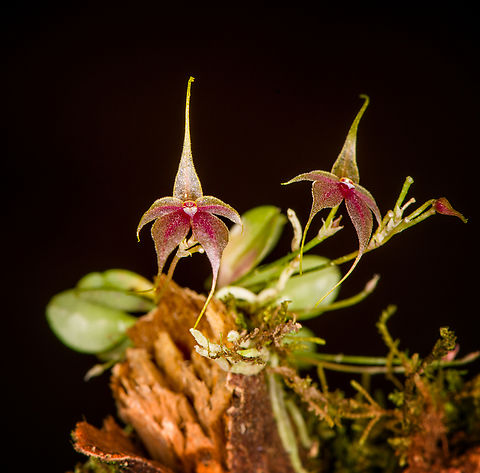 Platystele caudatisepala - 2, Los Cedros Reserve, Ecuador https://www.jungledragon.com/image/133471/platystele_caudatisepala_-_1_los_cedros_reserve_ecuador.html
https://www.jungledragon.com/image/133469/platystele_caudatisepala_-_3_los_cedros_reserve_ecuador.html
https://www.jungledragon.com/image/133468/platystele_caudatisepala_-_4_los_cedros_reserve_ecuador.html
https://www.jungledragon.com/image/133467/platystele_caudatisepala_-_5_los_cedros_reserve_ecuador.html Ecuador,Ecuador 2021,Fall,Geotagged,Los Cedros Reserve,Platystele caudatisepala,South America,World