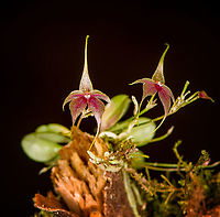 Platystele caudatisepala - 2, Los Cedros Reserve, Ecuador https://www.jungledragon.com/image/133471/platystele_caudatisepala_-_1_los_cedros_reserve_ecuador.html<br />
https://www.jungledragon.com/image/133469/platystele_caudatisepala_-_3_los_cedros_reserve_ecuador.html<br />
https://www.jungledragon.com/image/133468/platystele_caudatisepala_-_4_los_cedros_reserve_ecuador.html<br />
https://www.jungledragon.com/image/133467/platystele_caudatisepala_-_5_los_cedros_reserve_ecuador.html Ecuador,Ecuador 2021,Fall,Geotagged,Los Cedros Reserve,Platystele caudatisepala,South America,World