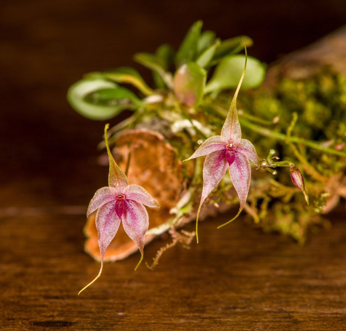 Platystele caudatisepala - 1, Los Cedros Reserve, Ecuador <figure class="photo"><a href="https://www.jungledragon.com/image/133470/platystele_caudatisepala_-_2_los_cedros_reserve_ecuador.html" title="Platystele caudatisepala - 2, Los Cedros Reserve, Ecuador"><img src="https://s3.amazonaws.com/media.jungledragon.com/images/2/133470_thumb.jpg?AWSAccessKeyId=05GMT0V3GWVNE7GGM1R2&Expires=1770854410&Signature=odRTrb9oa1katKGu1wvJLVj65qo%3D" width="200" height="198" alt="Platystele caudatisepala - 2, Los Cedros Reserve, Ecuador https://www.jungledragon.com/image/133471/platystele_caudatisepala_-_1_los_cedros_reserve_ecuador.html<br />
https://www.jungledragon.com/image/133469/platystele_caudatisepala_-_3_los_cedros_reserve_ecuador.html<br />
https://www.jungledragon.com/image/133468/platystele_caudatisepala_-_4_los_cedros_reserve_ecuador.html<br />
https://www.jungledragon.com/image/133467/platystele_caudatisepala_-_5_los_cedros_reserve_ecuador.html Ecuador,Ecuador 2021,Fall,Geotagged,Los Cedros Reserve,Platystele caudatisepala,South America,World" /></a></figure><br />
<figure class="photo"><a href="https://www.jungledragon.com/image/133469/platystele_caudatisepala_-_3_los_cedros_reserve_ecuador.html" title="Platystele caudatisepala - 3, Los Cedros Reserve, Ecuador"><img src="https://s3.amazonaws.com/media.jungledragon.com/images/2/133469_thumb.jpg?AWSAccessKeyId=05GMT0V3GWVNE7GGM1R2&Expires=1770854410&Signature=p%2BOA92hT95YsNqVZnwptdjj1rV4%3D" width="200" height="152" alt="Platystele caudatisepala - 3, Los Cedros Reserve, Ecuador https://www.jungledragon.com/image/133471/platystele_caudatisepala_-_1_los_cedros_reserve_ecuador.html<br />
https://www.jungledragon.com/image/133470/platystele_caudatisepala_-_2_los_cedros_reserve_ecuador.html<br />
https://www.jungledragon.com/image/133468/platystele_caudatisepala_-_4_los_cedros_reserve_ecuador.html<br />
https://www.jungledragon.com/image/133467/platystele_caudatisepala_-_5_los_cedros_reserve_ecuador.html Ecuador,Ecuador 2021,Fall,Geotagged,Los Cedros Reserve,Platystele caudatisepala,South America,World" /></a></figure><br />
<figure class="photo"><a href="https://www.jungledragon.com/image/133468/platystele_caudatisepala_-_4_los_cedros_reserve_ecuador.html" title="Platystele caudatisepala - 4, Los Cedros Reserve, Ecuador"><img src="https://s3.amazonaws.com/media.jungledragon.com/images/2/133468_thumb.jpg?AWSAccessKeyId=05GMT0V3GWVNE7GGM1R2&Expires=1770854410&Signature=M%2FF1oaXa86YGHSniEp7XYK4o40w%3D" width="142" height="152" alt="Platystele caudatisepala - 4, Los Cedros Reserve, Ecuador https://www.jungledragon.com/image/133471/platystele_caudatisepala_-_1_los_cedros_reserve_ecuador.html<br />
https://www.jungledragon.com/image/133470/platystele_caudatisepala_-_2_los_cedros_reserve_ecuador.html<br />
https://www.jungledragon.com/image/133469/platystele_caudatisepala_-_3_los_cedros_reserve_ecuador.html<br />
https://www.jungledragon.com/image/133467/platystele_caudatisepala_-_5_los_cedros_reserve_ecuador.html Ecuador,Ecuador 2021,Fall,Geotagged,Los Cedros Reserve,Platystele caudatisepala,South America,World" /></a></figure><br />
<figure class="photo"><a href="https://www.jungledragon.com/image/133467/platystele_caudatisepala_-_5_los_cedros_reserve_ecuador.html" title="Platystele caudatisepala - 5, Los Cedros Reserve, Ecuador"><img src="https://s3.amazonaws.com/media.jungledragon.com/images/2/133467_thumb.jpg?AWSAccessKeyId=05GMT0V3GWVNE7GGM1R2&Expires=1770854410&Signature=eULRt4F1nHcp%2BZX2%2FANiuvmGHHI%3D" width="130" height="152" alt="Platystele caudatisepala - 5, Los Cedros Reserve, Ecuador https://www.jungledragon.com/image/133471/platystele_caudatisepala_-_1_los_cedros_reserve_ecuador.html<br />
https://www.jungledragon.com/image/133470/platystele_caudatisepala_-_2_los_cedros_reserve_ecuador.html<br />
https://www.jungledragon.com/image/133469/platystele_caudatisepala_-_3_los_cedros_reserve_ecuador.html<br />
https://www.jungledragon.com/image/133468/platystele_caudatisepala_-_4_los_cedros_reserve_ecuador.html Ecuador,Ecuador 2021,Fall,Geotagged,Los Cedros Reserve,Platystele caudatisepala,South America,World" /></a></figure> Ecuador,Ecuador 2021,Fall,Geotagged,Los Cedros Reserve,Platystele caudatisepala,South America,World