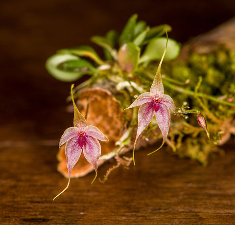 Platystele caudatisepala - 1, Los Cedros Reserve, Ecuador https://www.jungledragon.com/image/133470/platystele_caudatisepala_-_2_los_cedros_reserve_ecuador.html
https://www.jungledragon.com/image/133469/platystele_caudatisepala_-_3_los_cedros_reserve_ecuador.html
https://www.jungledragon.com/image/133468/platystele_caudatisepala_-_4_los_cedros_reserve_ecuador.html
https://www.jungledragon.com/image/133467/platystele_caudatisepala_-_5_los_cedros_reserve_ecuador.html Ecuador,Ecuador 2021,Fall,Geotagged,Los Cedros Reserve,Platystele caudatisepala,South America,World