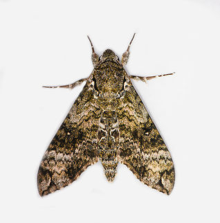 Manduca schausi, Los Cedros Reserve, Ecuador  Ecuador,Ecuador 2021,Fall,Geotagged,Los Cedros Reserve,Manduca schausi,South America,World