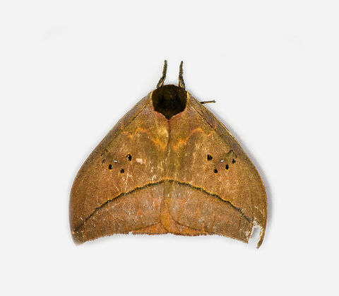 Automeris belti, Los Cedros Reserve, Ecuador  Automeris belti,Ecuador,Ecuador 2021,Fall,Geotagged,Los Cedros Reserve,South America,World