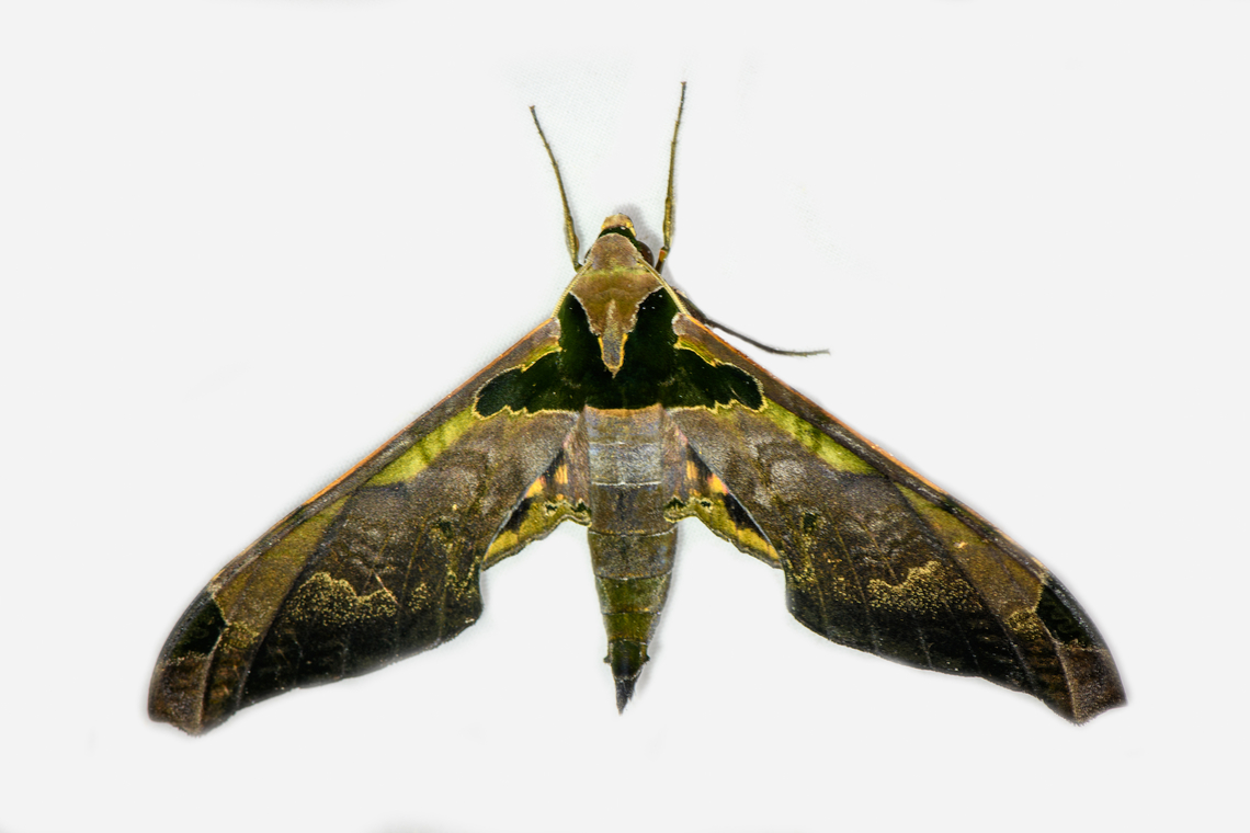 Adhemarius ypsilon, Los Cedros Reserve, Ecuador  Adhemarius ypsilon,Ecuador,Ecuador 2021,Fall,Geotagged,Los Cedros Reserve,South America,World