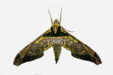 Adhemarius ypsilon, Los Cedros Reserve, Ecuador  Adhemarius ypsilon,Ecuador,Ecuador 2021,Fall,Geotagged,Los Cedros Reserve,South America,World