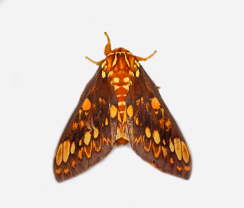 Citheronia bellavista, Los Cedros Reserve, Ecuador Tentative ID. The other main candidate is Citheronia equatorialis. Citheronia bellavista is suggested by the Leps app and seems the closer visual match. In particular the "teardrop" patterns on the wing seem less bright and variable compared to Citheronia equatorialis. I'm not 100% sure though whether this is a reliable key. Citheronia bellavista,Ecuador,Ecuador 2021,Fall,Geotagged,Los Cedros Reserve,South America,World