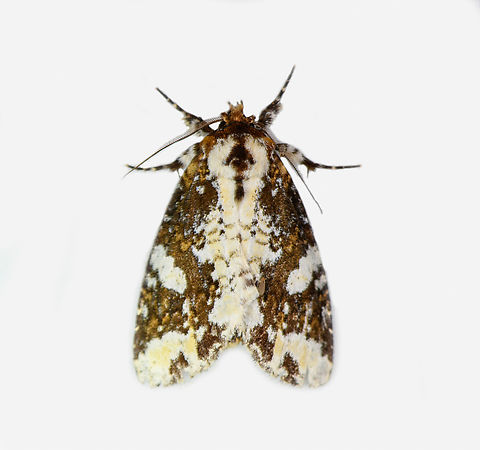 Condica sp., Los Cedros Reserve, Ecuador Looks close to Condica mimica, but does not seem a full match. Possibly an undescribed species. Ecuador,Ecuador 2021,Fall,Geotagged,Los Cedros Reserve,South America,World