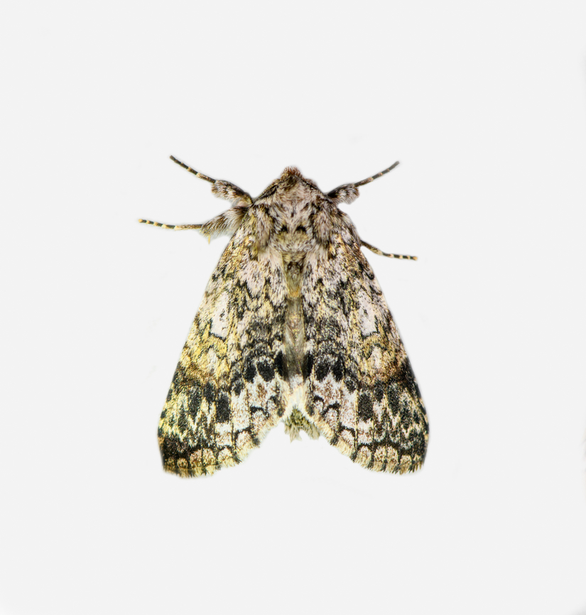 Noctuidae, Los Cedros Reserve, Ecuador  Ecuador,Ecuador 2021,Fall,Geotagged,Los Cedros Reserve,South America,World