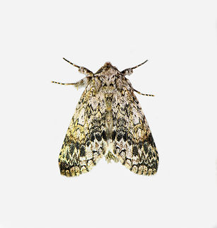 Noctuidae, Los Cedros Reserve, Ecuador  Ecuador,Ecuador 2021,Fall,Geotagged,Los Cedros Reserve,South America,World