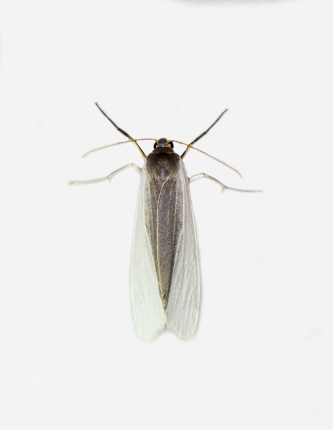 Agylla tobera, Los Cedros Reserve, Ecuador  Agylla tobera,Ecuador,Ecuador 2021,Fall,Geotagged,Los Cedros Reserve,South America,World