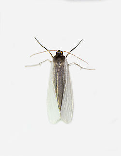 Agylla tobera, Los Cedros Reserve, Ecuador  Agylla tobera,Ecuador,Ecuador 2021,Fall,Geotagged,Los Cedros Reserve,South America,World