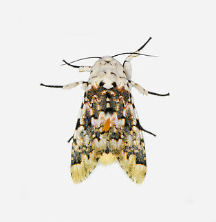 Bathyra sagata, Los Cedros Reserve, Ecuador  Bathyra sagata,Ecuador,Ecuador 2021,Fall,Geotagged,Los Cedros Reserve,South America,World