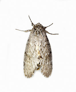 Noctuidae, Los Cedros Reserve, Ecuador  Ecuador,Ecuador 2021,Fall,Geotagged,Los Cedros Reserve,South America,World