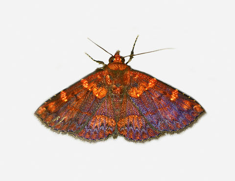 Antiblemma phoenicopyra, Los Cedros, Ecuador  Antiblemma phoenicopyra,Ecuador,Ecuador 2021,Fall,Geotagged,Los Cedros Reserve,South America,World