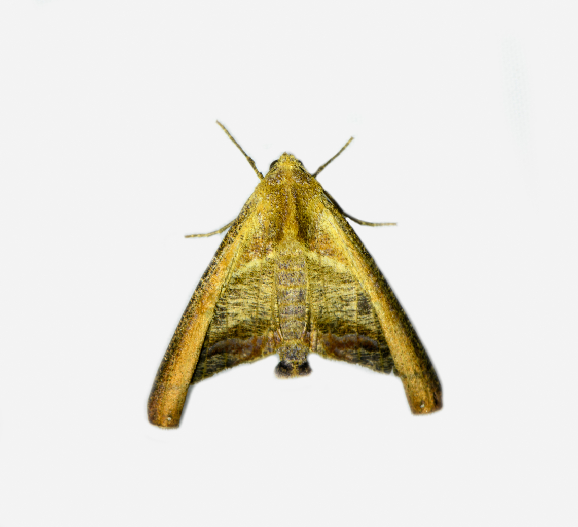 Pero tricaria, Los Cedros Reserve, Ecuador  Ecuador,Ecuador 2021,Fall,Geotagged,Los Cedros Reserve,Pero tricaria,South America,World