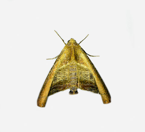 Pero tricaria, Los Cedros Reserve, Ecuador  Ecuador,Ecuador 2021,Fall,Geotagged,Los Cedros Reserve,Pero tricaria,South America,World