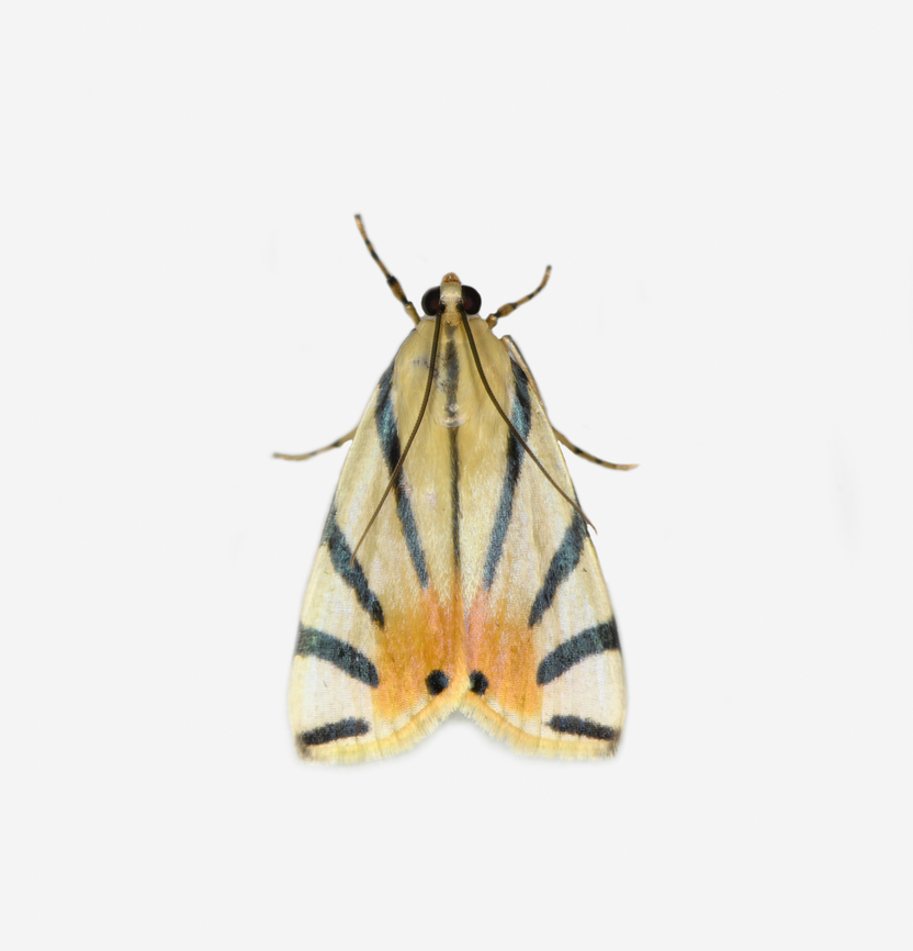 Dichogama prognealis, Los Cedros Reserve, Ecuador  Dichogama prognealis,Ecuador,Ecuador 2021,Fall,Geotagged,Los Cedros Reserve,South America,World