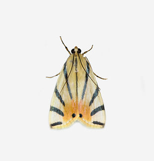 Dichogama prognealis, Los Cedros Reserve, Ecuador  Dichogama prognealis,Ecuador,Ecuador 2021,Fall,Geotagged,Los Cedros Reserve,South America,World